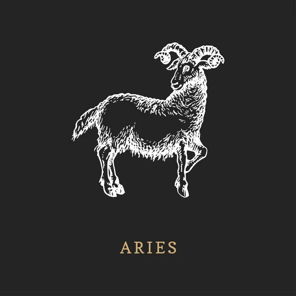 Aries símbolo do zodíaco, desenhado à mão em estilo gravura. Vetor gráfico retro ilustração de signo astrológico Ram . — Vetor de Stock