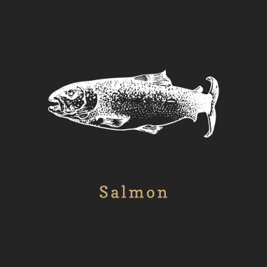 Siyah arka plan üzerinde somon İllüstrasyon. Vektörde balık çizimi. Dükkan etiketi vb için gravür tarzında çizilmiş deniz ürünleri.