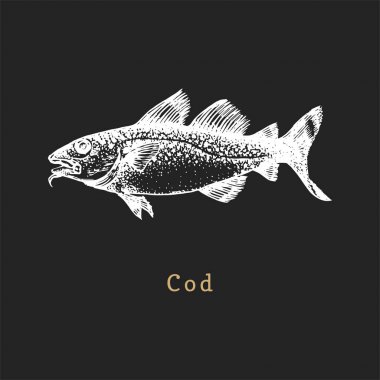 Siyah arka plan morina İllüstrasyon. Vektörde balık çizimi. Dükkan etiketi vb için gravür tarzında çizilmiş deniz ürünleri.