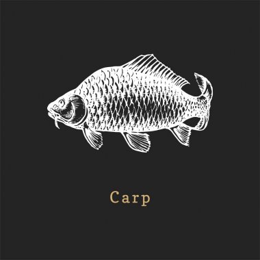Siyah arka plan üzerinde sazan İllüstrasyonu. Vektörde balık çizimi. Dükkan etiketi vb için gravür tarzında çizilmiş deniz ürünleri.