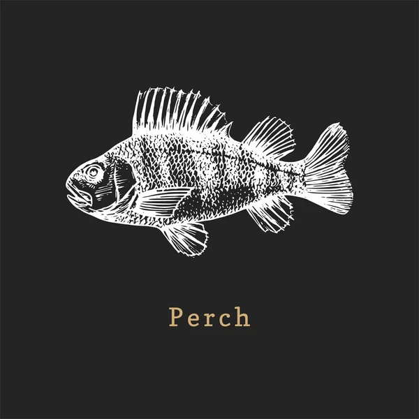 Illustration of perch on black background. Fish sketch in vector. Drawn seafood in engraving style for shop label etc. — Stock Vector
