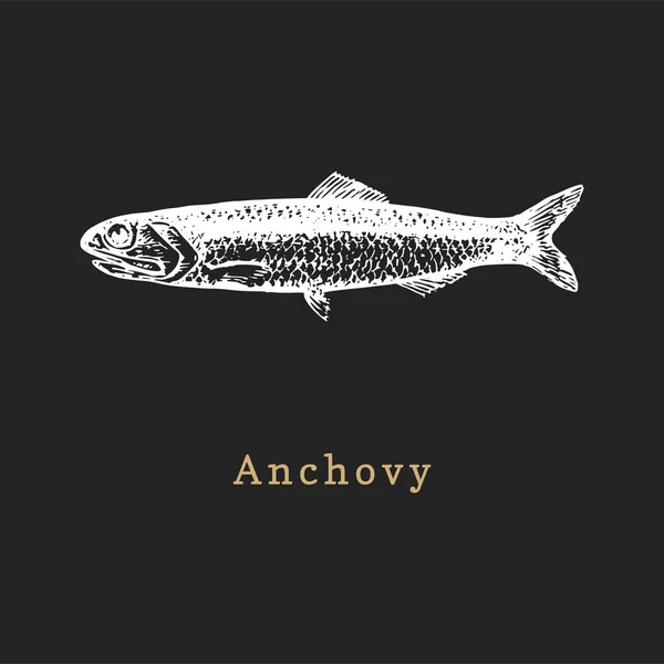 Ilustración de anchoa sobre fondo negro. Bosquejo de peces en vector. Mariscos dibujados en estilo de grabado para etiqueta de la tienda, etc. . — Vector de stock