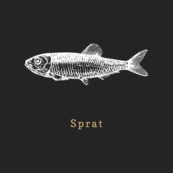 Illustration of sprat on black background. Fish sketch in vector. Drawn seafood in engraving style for shop label etc. — Stock Vector