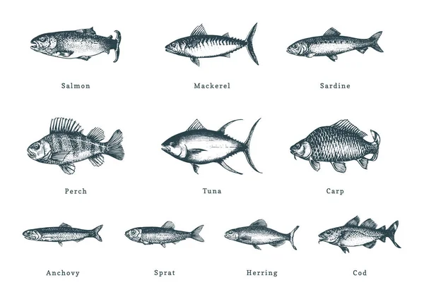 흰색 배경에 물고기의 그림입니다. 조각 스타일로 그려진 해산물. 벡터의 스케치 컬렉션. — 스톡 벡터