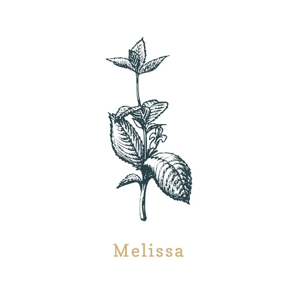 Esboço do Vector Melissa. Erva de especiarias desenhada em estilo gravura. Ilustração botânica da planta orgânica, eco . —  Vetores de Stock