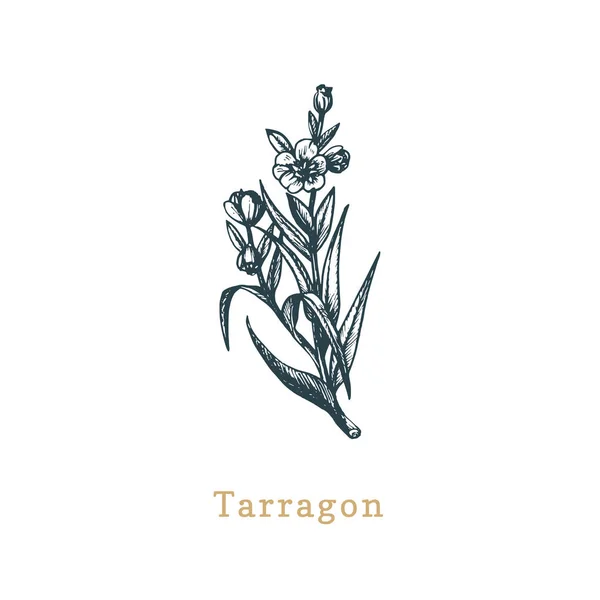 Náčrt pro vektorový tarragon. Kreslené byliny s kořením. Botanická ilustrace organické, ekologické rostliny. — Stockový vektor