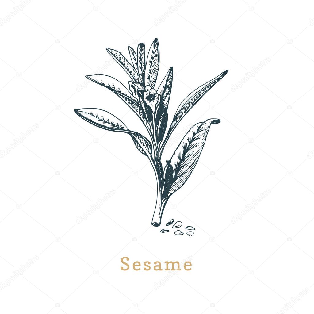 Vector Sesame sketch. Drawn spice herb in engraving style. Botanical illustration of organic, eco plant.