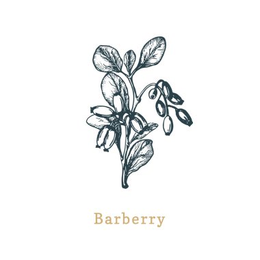 Vektör Barberry krokisi. Gravür tarzında çizilmiş baharat bitki. Organik, eko bitkinin botanik illüstrasyonu.