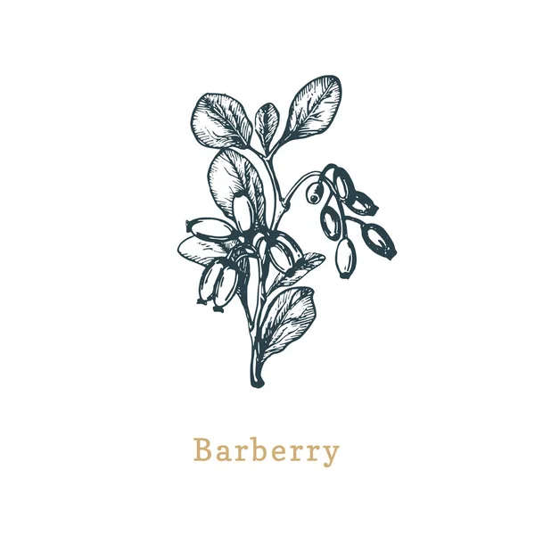 Vector Barberry schets. Getekende kruid kruid in gravure stijl. Botanische illustratie van biologische, eco plant. — Stockvector