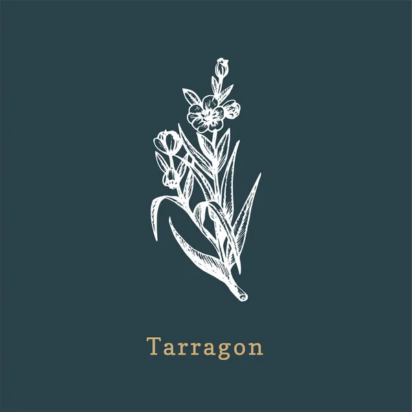 Esboço do Vector Tarragon. Erva de especiarias desenhada em estilo gravura. Ilustração botânica da planta orgânica, eco . —  Vetores de Stock