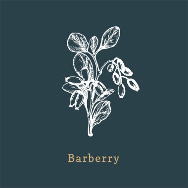 Vektör Barberry krokisi. Gravür tarzında çizilmiş baharat bitki. Organik, eko bitkinin botanik illüstrasyonu.