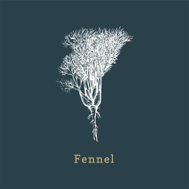 Vektör Rezene çizimi. Gravür tarzında çizilmiş baharat bitki. Organik, eko bitkinin botanik illüstrasyonu.