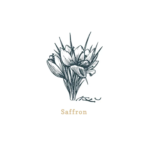 Esboço do Vector Saffron. Erva de especiarias desenhada em estilo gravura. Ilustração botânica da planta orgânica, eco . —  Vetores de Stock