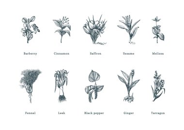 Drawn spice herbs set in engraving style. Botanical illustrations of organic, eco plants. Sketches collection in vector. clipart