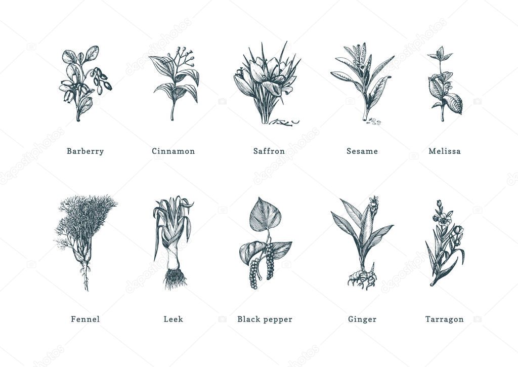 Drawn spice herbs set in engraving style. Botanical illustrations of organic, eco plants. Sketches collection of culinary ingredients in vector. Used for farm sticker, shop label etc.