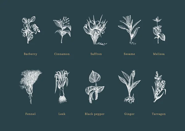 Hierbas especias dibujadas en estilo grabado. Ilustraciones botánicas de plantas ecológicas. Colección de bocetos en vector . — Vector de stock