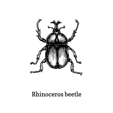 Rhinoceros Beetle Illustration. Gravür tarzında çizilmiş böcek. Vektördeki çizim.
