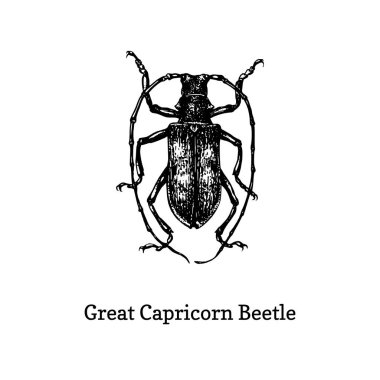 Büyük Oğlak böceği Illustration. Gravür tarzında çizilmiş böcek. Vektördeki çizim.