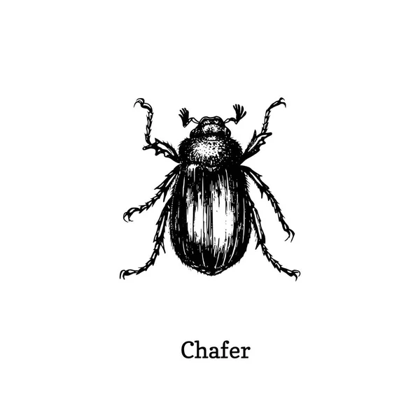 Illustration des Käfers. gezeichnetes Insekt im Stich-Stil. Skizze im Vektor. — Stockvektor