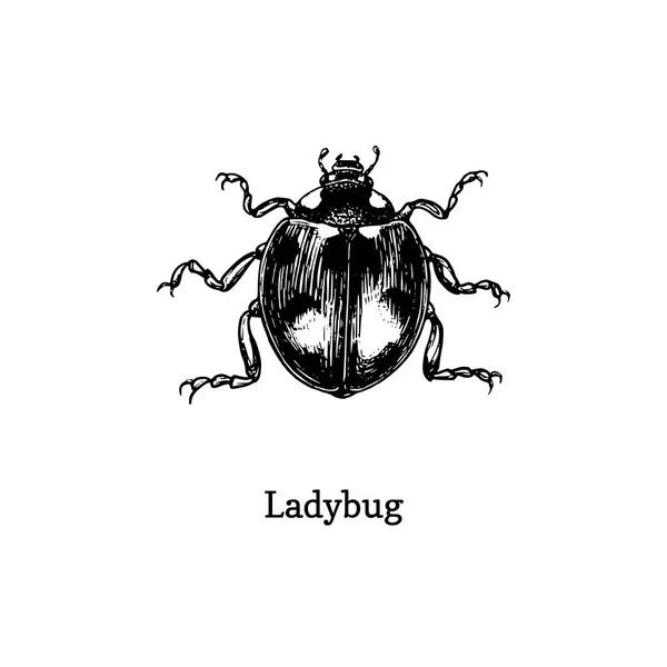 Ilustracja biedronka. Narysowany owad w stylu grawerowania. Szkic chrząszcz w wektorze. — Wektor stockowy