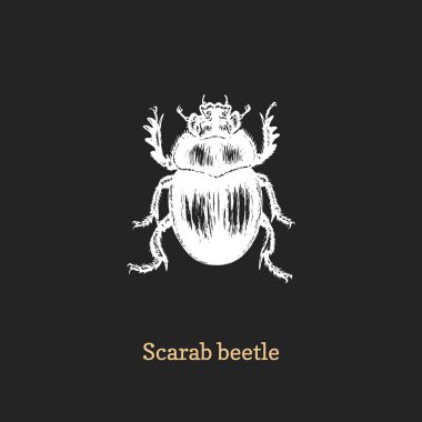 Scarab böceği Illustration. Gravür tarzında çizilmiş böcek. Vektördeki çizim.