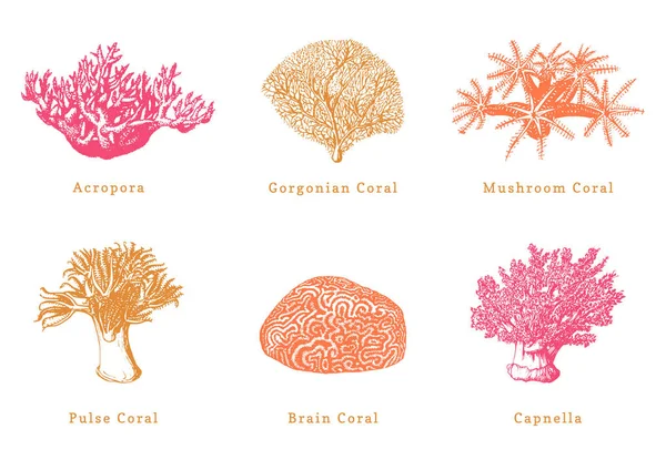 Vector illustrations of color corals. Collection of drawn sea polyps on white background. — Stock Vector