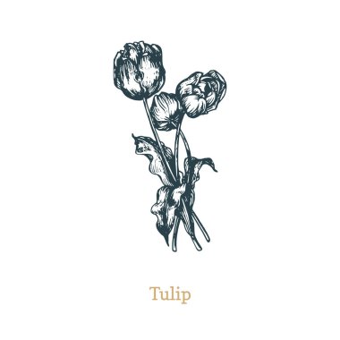 Lalevektör illüstrasyon. Gravür tarzı Lilyum yabani çiçeklerel çizilmiş kroki. Botanik bitki izole.