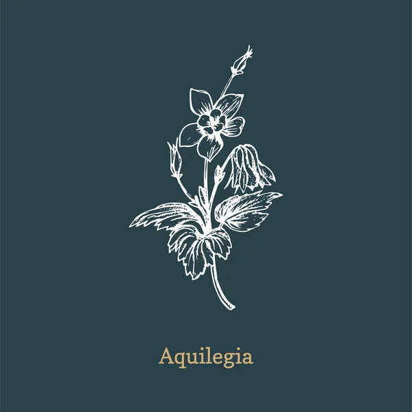 Aqilegia vector illustratie. Hand getekende schets van Columbine wilde bloem in gravure stijl. Botanische plant geïsoleerd. — Stockvector