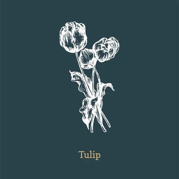 Vektorová ilustrace Tulip. Kreslené náčrt lilií divoké květiny ve stylu rytí. Botanická rostlina izolovaná. — Stockový vektor