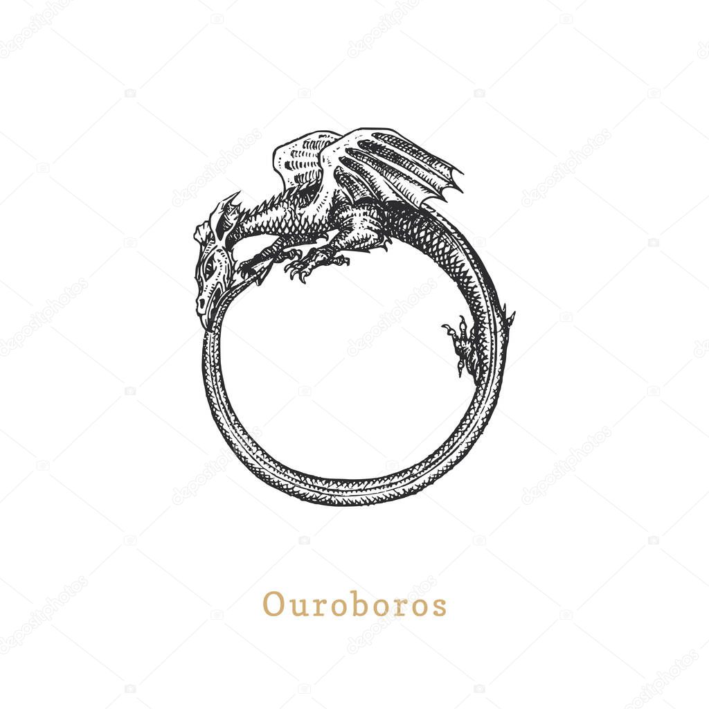 Ouroboros, vector illustration in engraving style. Vintage pastiche of esoteric and occult sign. Drawn sketch.