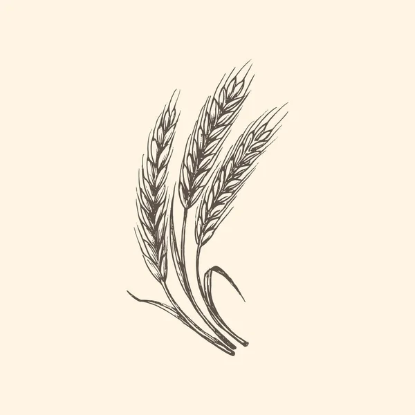 Wheat ear illustration in vector. Drawn rye spike. — Stock Vector