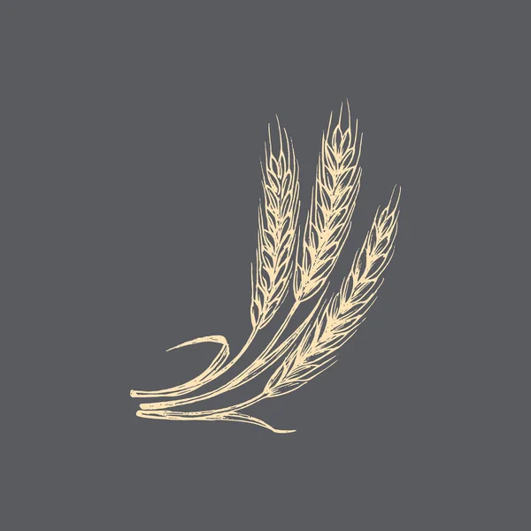 ( 영어 ) Wheat ear illustration in vector. 드로잉 호밀 못. — 스톡 벡터