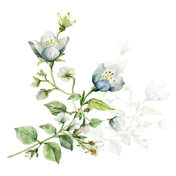 Pattern Jasmines Illustration White Colored Background — Stock Photo, Image
