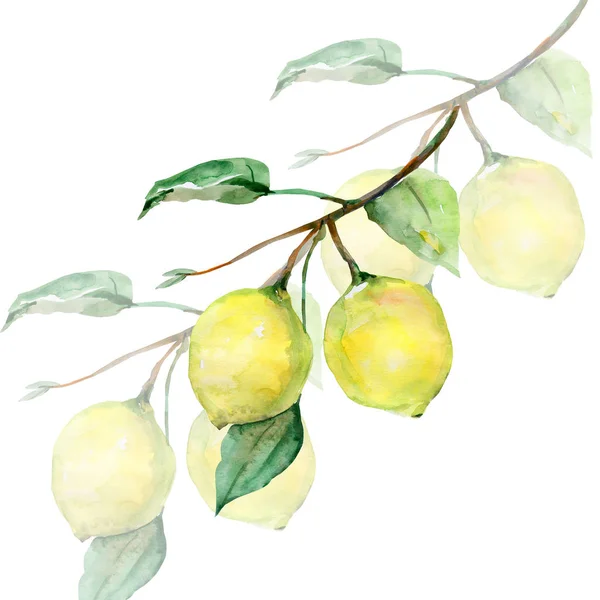 Zitronenmuster Auf Weißem Hintergrund — Stockfoto