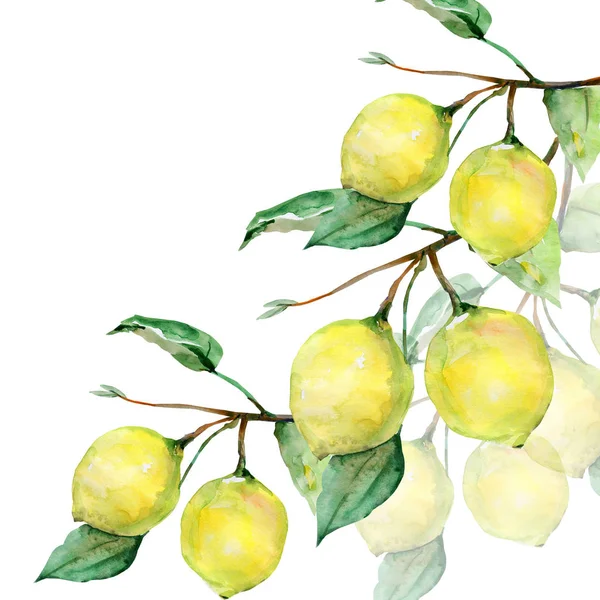 Citron Vzor Bílém Pozadí — Stock fotografie