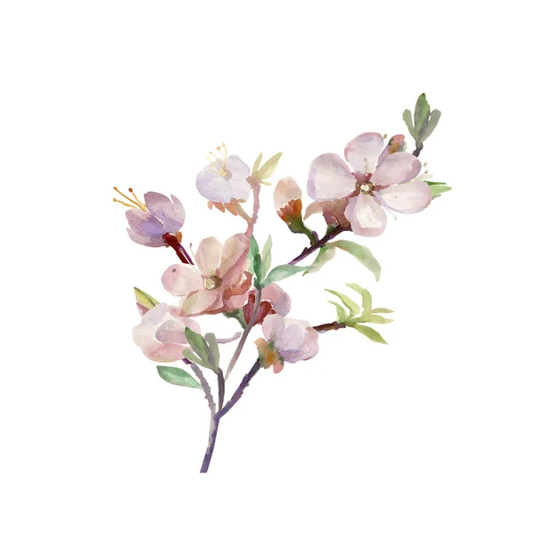 Pink Spring Branch Watercolor Drawing Tree Branch — Stock Photo, Image