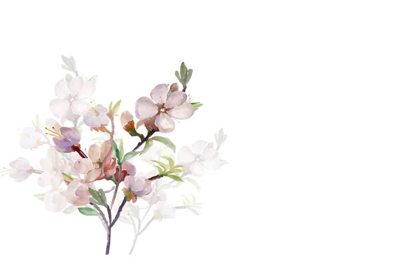 Pink Spring Branch Watercolor Drawing Tree Branch — Stock Photo, Image