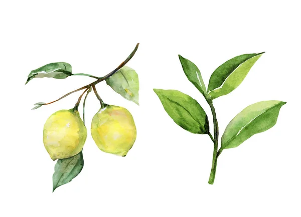 Vzor Citron Bílém Barevném Pozadí — Stock fotografie