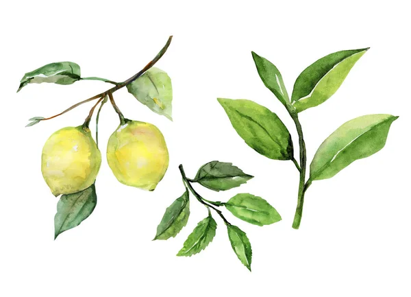 Vzor Citron Bílém Barevném Pozadí — Stock fotografie