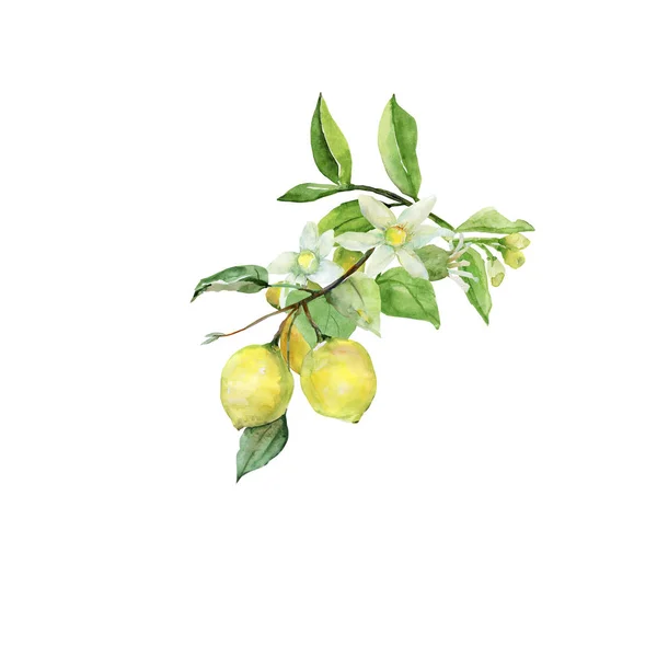 Modello Limone Sfondo Bianco Colore — Foto Stock