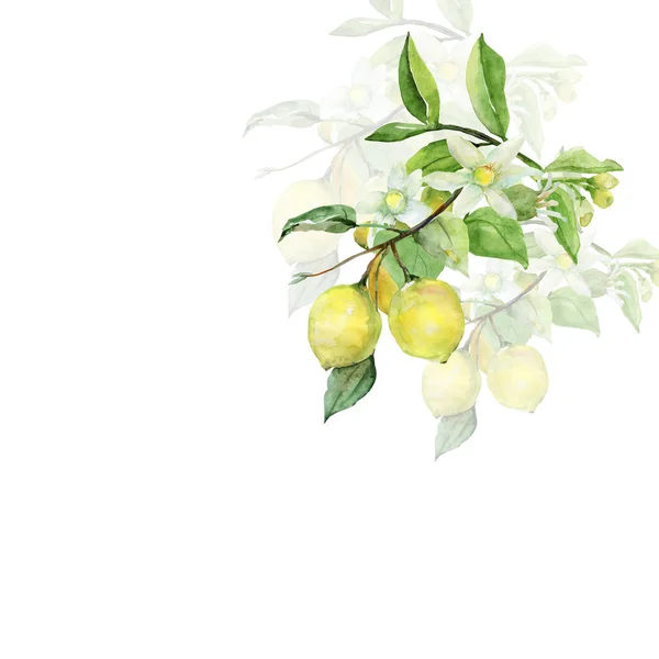 Motif Citron Sur Fond Blanc Couleur — Photo