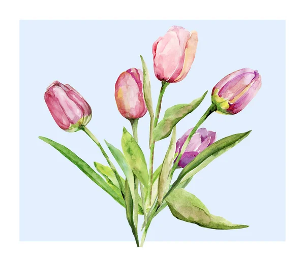 Motif Motif Tulipe Aquarelle Image Sur Fond Blanc — Photo