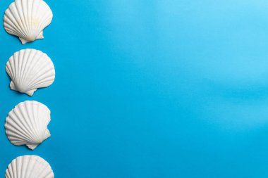 Fotoğraf beyaz kabukları mavi arka plan, kopya alanı izole kapatmak