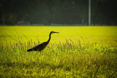 Sydney, Avustralya 'da güneşli bir günde yeşil çimlerde yürüyen güzel bir balıkçıl kuşu..