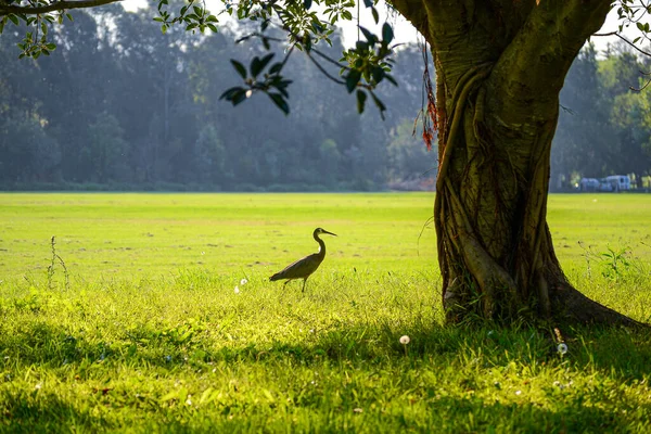 Belo Pássaro Garça Grande Andando Grama Verde Dia Ensolarado Brilhante — Fotografia de Stock