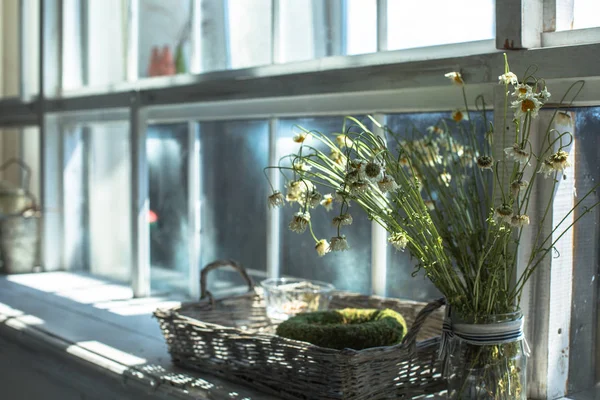 Dry Chamomile Flowers Vase Windowsill Large Wooden Window Day Light — Stock Photo, Image