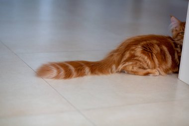 Oyuncu kırmızı Maine Coon kedi yavrusu kapının arkasında saklanıyor, koyarak
