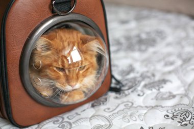 Güzel zencefil Maine Coon kedi küresel ile çantada oturan
