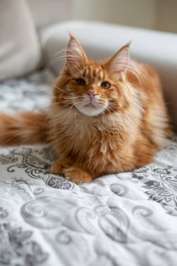 Muhteşem zencefil Maine Coon kedi kanepede oturuyor
