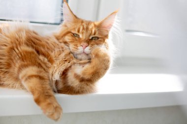 Muhteşem kırmızı maine rakunu pençelerini yıkıyor. Boş boşluk